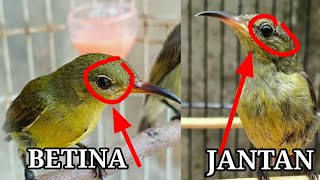 tips membedakan konin ijoan jantan dan betina [upl. by Jacklin192]