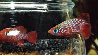 Nothobranchius cardinalisthe red Killifish [upl. by Hailee]