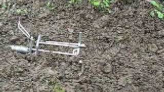 Mole Trap  Setting placing and bedding traps [upl. by Isdnyl]