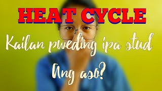 HEAT CYCLE OF DOG Kailan pweding ipa stud ang asoVetLai [upl. by Garvin]