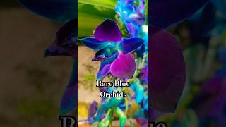 Rare Blue Orchids Natures Most Stunning Mystery 🌸 [upl. by Adolphus]