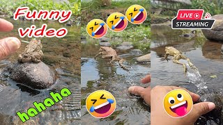 Catching frog funny make you laugh  funny animal video new  funny frog jumping [upl. by Bernardi]