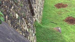 Viscacha Chinchilla visits Machu Picchu [upl. by Priest195]