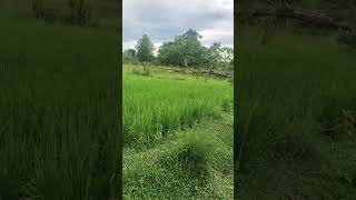 1 hectare farm lot for only 600k Trinidad Bohol [upl. by Llyrad506]