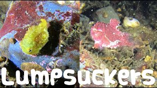 Why are Divers so Obsessed with Pacific Spiny Lumpsuckers [upl. by Llenoil592]