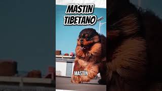 Conoce al MASTIN TIBETANO mastintibetano animales mascotas [upl. by Nobe]