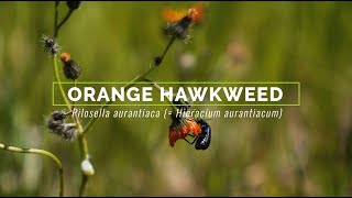 Orange Hawkweed [upl. by Artimid]