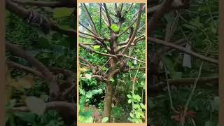 24Fig tree🫐🫒 Anjeerplant🌳🌿 dormency and then hard pruning clip in October [upl. by Katya]