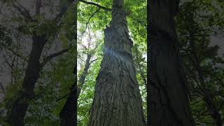 Shagbark hickory Carya ovata an eastern North America tree [upl. by Drannek88]