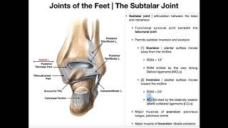 The Subtalar Joint  Anatomy Basic Movements amp Ligaments [upl. by Nitsrik756]