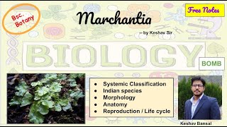 Marchantia  Morphology  Anatomy and Life cycle  Bsc  Free PDF notes  by Viologia EXtrema [upl. by Anirpas]