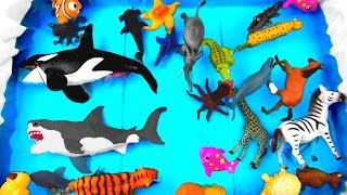 Learn Wild Zoo Animals For Kids  Learn Animal Names [upl. by Nnek]