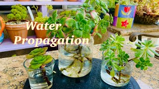 AEONIUM Propagation in water [upl. by Oriaj]