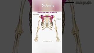 Cest quoi la ceinture scapulaire  Si vous voulez savoir la réponse regarder le short [upl. by Eimmaj]