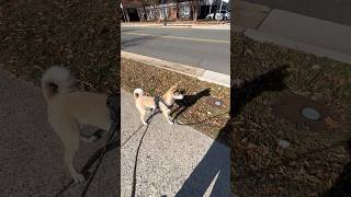 My Shiba Inu is broken 🐕 shiba shibadog walking autumn [upl. by Zorana]