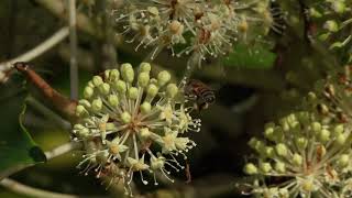 Fatsia flowers popular with insects [upl. by Oirasor]