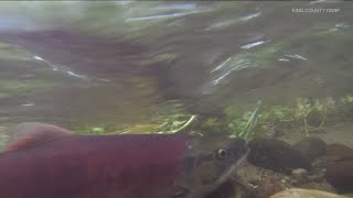 Kokanee salmon back in Washington after being on the brink of extinction [upl. by Gnak]