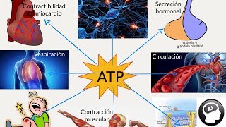 ATP adenosín trifosfato papel en el metabolismo [upl. by Kilan]