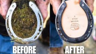 Horse Hoof Restoration 👌👍🐎 Before and After View horse hoof restoration trending animalcare [upl. by Popelka348]