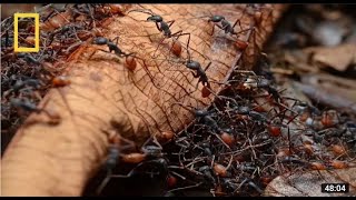 National Geographic  Army Ants Wildlife Documentary [upl. by Yessydo]