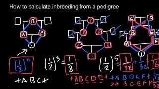 How to calculate inbreeding from a pedigree chart [upl. by Attem641]