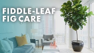 FickleLeaf Fig No More FiddleLeaf Fig Growing Tips Ficus Lyrata  HGTV Handmade [upl. by Repohtsirhc589]