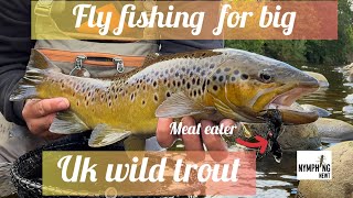 Fly fishing for big wild uk trout streamer fishing for predator fish flyfishing streamerfishing [upl. by Rudd519]