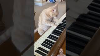 Cat Plays Piano cats  piano [upl. by Tri]