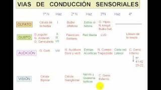 VIAS DE CONDUCCION NERVIOSA 3avi [upl. by Arateehc]