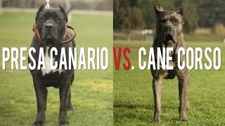 PRESA CANARIO VS CANE CORSO IN A BATTLE OF THE ULTIMATE CATCH DOGS [upl. by Htnnek]