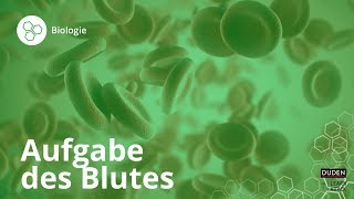 Die Aufgaben des Blutes im Körper – Biologie  Duden Learnattack [upl. by Gualtiero268]