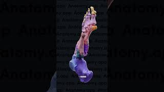 Bones of the foot tarsals metatarsals phalanges [upl. by Ceporah61]