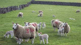 Baby Lambs Jumping About [upl. by Trabue]