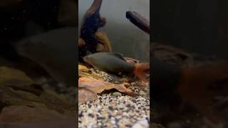 Red Tail Shark  AQUARIUM SHOWOFF 7 aquarium hobby [upl. by Holleran230]