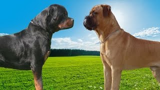 Rottweiler VS Bullmastiff Highlights [upl. by Huebner]