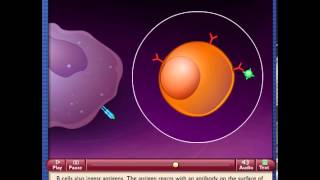 Interaction of Antigen Presenting Cells and T Helper Cells [upl. by Gottfried]