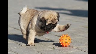 Funniest and Cutest Pug Dog Videos Compilation 2020 [upl. by Celtic]