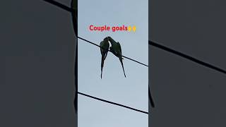 Love is in the airohho🥰🥰love birdsrelatablesituations couplegoalsbirdslover parrotsshorts [upl. by Mccomb]