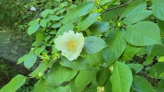 Stewartia ovata The Mountain Stewartia [upl. by Meehsar]