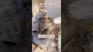 まさかの隠れ家！ 猫の足元でハムスターがスヤスヤ… 猫 ハムスター [upl. by Gery]