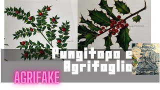 IL PUNGITOPO Ruscus aculeatus E L’’AGRIFOGLIO Ilex aquifolium [upl. by Vullo]