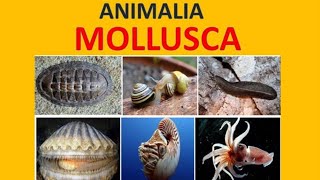 Mollusca  Biologi kelas 10 [upl. by Danell]