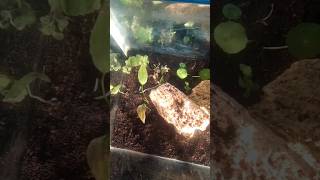 Ordered 5 in 1 aquatic Plants 🍀From Bunnycart All Fishes  trending youtubeshorts  shorts [upl. by Yhprum761]