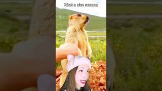 When Marmot got poked 🦫 Voice Over shorts marmot funny memes cute comedy dubbing [upl. by Reffotsirhc]