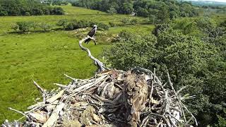 Bywyd Gwyllt Glaslyn Wildlife  Ffrwd Byw  Live Stream 2 [upl. by Salvucci]