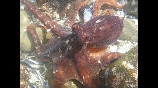 Octopus BITE  Tide Pooling California [upl. by Meador]