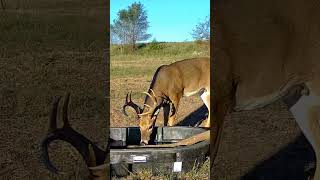 Trail Camera Action deer deerhunting tactacam [upl. by Dysart49]