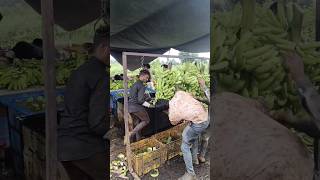 muze follow kre 1000subscriber 1million banana farming funny [upl. by Alieka653]