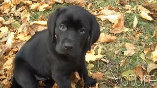 Cutest Lab Puppies Compilation 2018 [upl. by Aratihc]