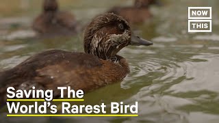 Rare Pochard Duck Saved From Extinction [upl. by Tanah432]